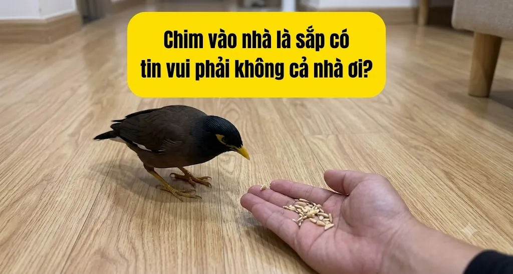 Chim bay vào nhà là điềm tốt hay xấu?