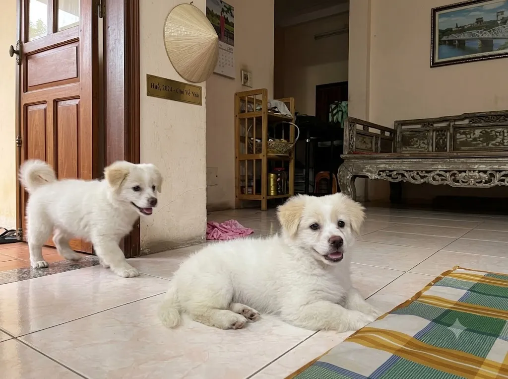 Ch&oacute; nằm lại