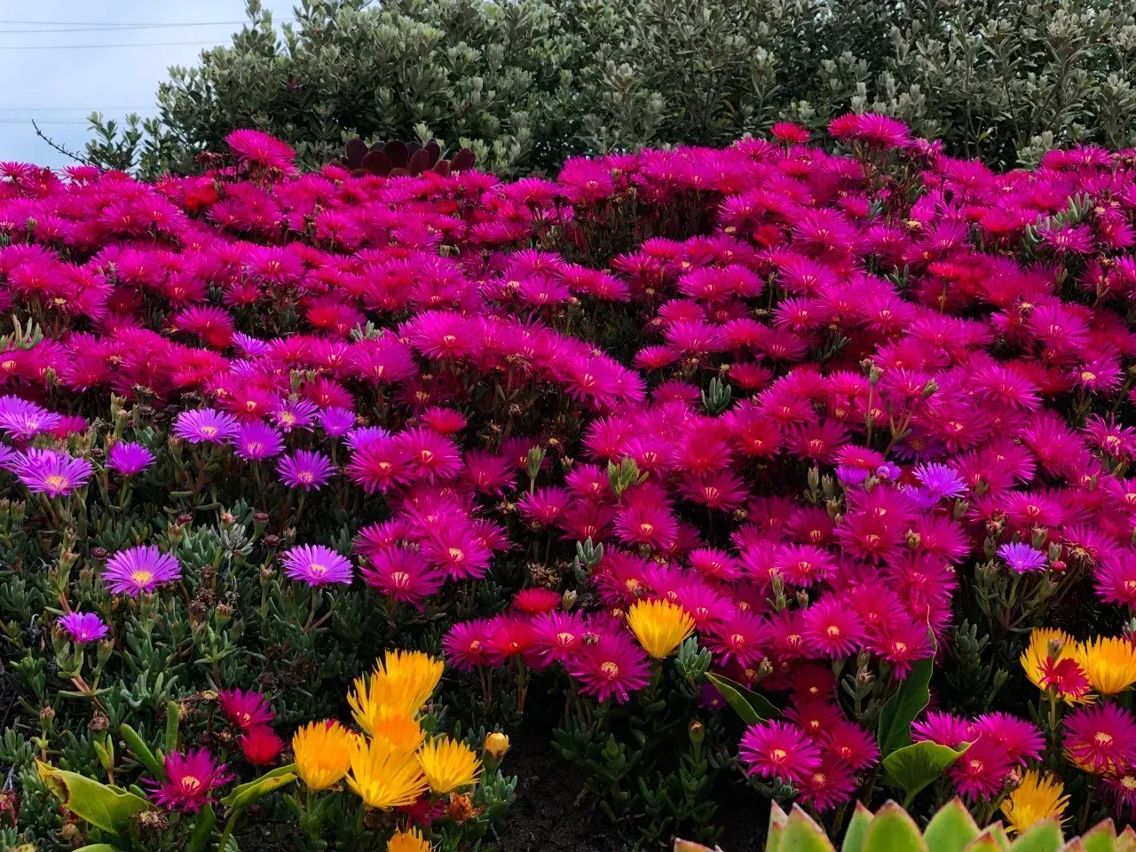 Trò OHI QC